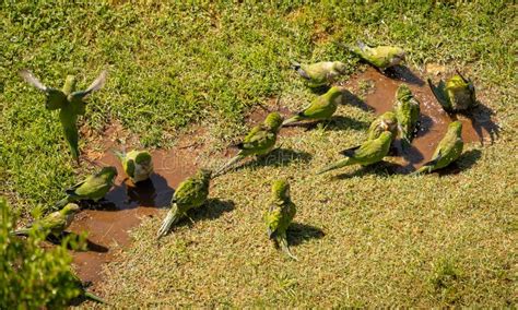 green parrots swimming   puddle  walking  green grass rome italy stock image image