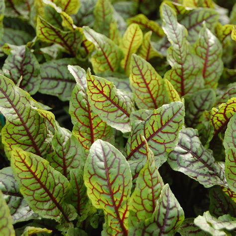 oseille sanguine rumex sanguineus plante potagere vivace  aromatique