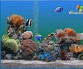 Image result for Vista Screensaver Fish Tank. Size: 120 x 100. Source: download-screensavers.biz