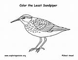 Sandpiper sketch template