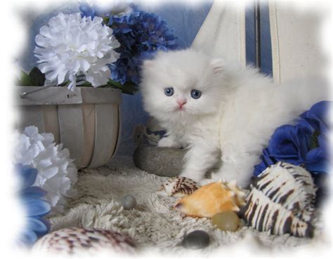 doll face persian kittens yahoo image search results persian cat doll face white persian