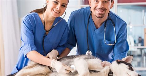 choose   veterinarian   dogs doglopedix