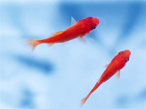 small fish wallpapers  images wallpapers pictures