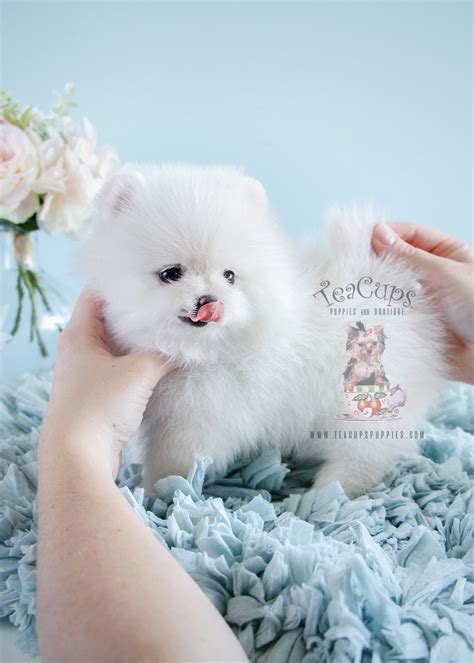 pomeranian puppies for sale at teacups puppies south