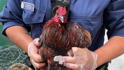 charges laid after alleged cockfighting syndicate dismantled 71 birds