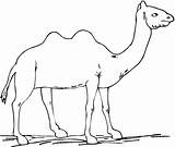 Camel Coloring Pages Kids Printable Color Print Animal Animals Results Wild Simple sketch template