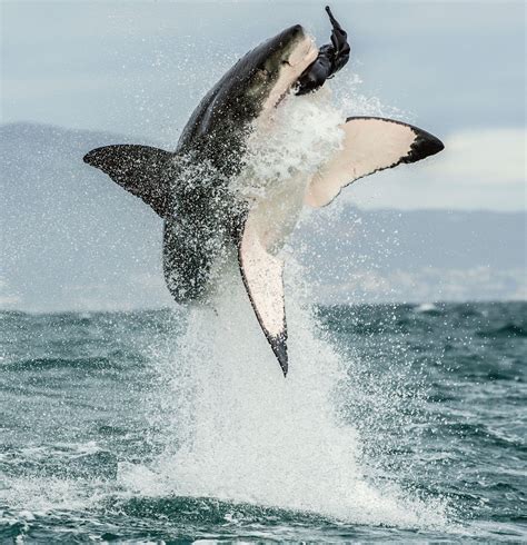 bull shark  great white shark