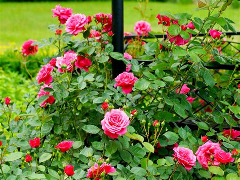 grow  care  roses love  garden
