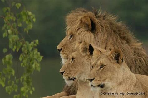 afrikaanse leeuwen foto   genomen  safaripark de beekse bergen foto van christine vd