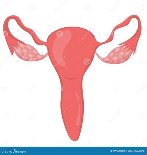 isolato dellapparato genitale femminile su fondo bianco illustrazione  vettore illustrazione
