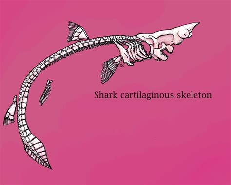 shark skeleton  banvivirie  deviantart
