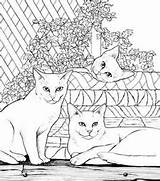 Coloring Adult Pages Bluecat Cats Book Dover Publications Cat sketch template