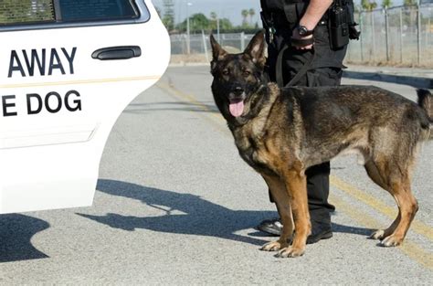 police dog handler earn