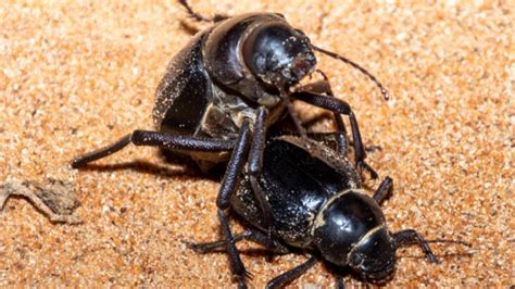 Male Darkling Beetle Gives Oral Sex To Impress Female Before Mating