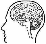 Cerebro Colorear Humano Craneo Partes Imagui Neuroscience Cérebro Colorer Effortfulg Nervous System Cuerpo Colouring 5to Iwcm sketch template