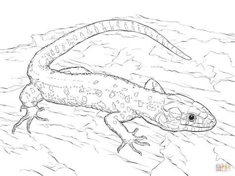 coloring pages   lizard coloring home