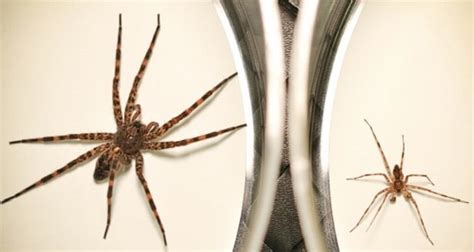 عنکبوت ماهی‌گیر نر گاهی خود را خوراک ماده می‌کند تا بچه آنها زنده بماند