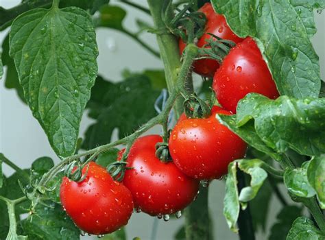 plants   grow close  tomatoes gardensofmine