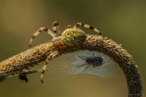 fressen spinnen spinnen foto bild makro natur insekten bilder auf fotocommunity