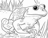Coloring Animals Pages Zoo Frog Kids sketch template