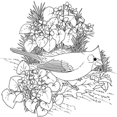 printable coloring pages adults birds printable coloring pages