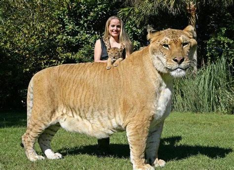 ligers facts    didnt    lion tigers