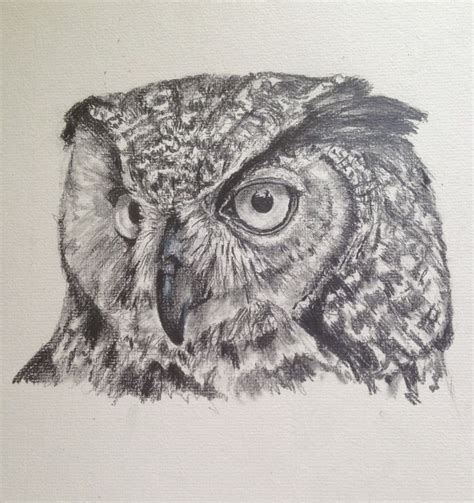 owl penciljpg realistic pencil drawings realistic drawings