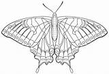 Swallowtail Habitat sketch template