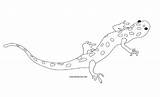 Salamander Salamandra Printables Amphibians Reptiles Reptile Newt Hansen sketch template