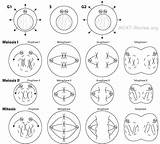 Meiosis Mitosis Genetics Review Mcat Anaphase Coloring School Cell Biology Cycle Genetic Gif Med Between Life Differences Worksheets Template Google sketch template