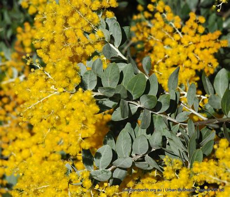 queensland silver wattle urban bushland council wa