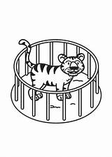 Cage Tiger Coloring Printable sketch template