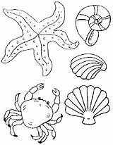 Conchiglie Colorare Pages Moluscos Seashell Stampa Disegno sketch template