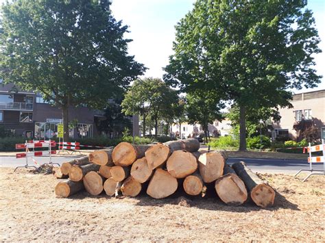 vlak voor oordeel rechter komt ook bomenstichting   geweer tegen megakap  moeraseiken