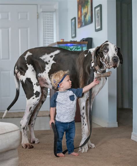 largest great dane  record