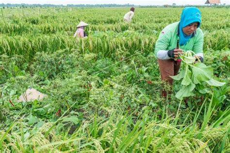 Gerakan Kemandirian Pangan Desa Cimahi –