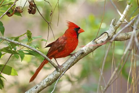 cardinal bird  male  female sciencing