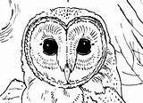 Barn Owls Adults sketch template