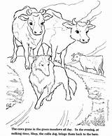 Coloring Farm Pages Animals Cows Cow Animal Kids Calf Print Color Printable Raisingourkids Colouring Printing Help Getdrawings Getcolorings Gif Popular sketch template