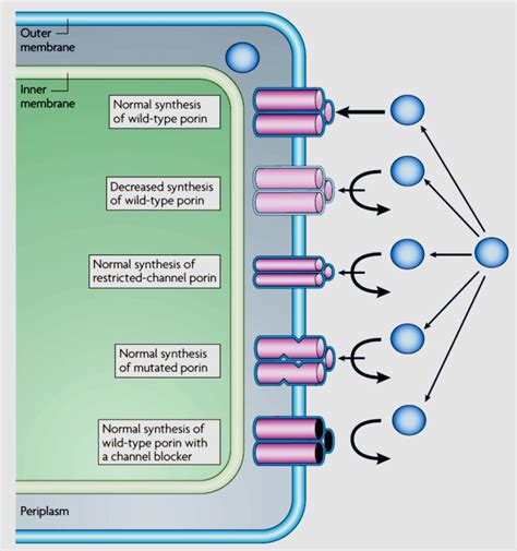 multidrug resistance mechanisms   porin modification