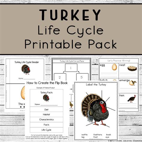 turkey life cycle printables simple living creative learning