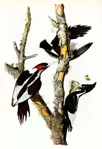 ivory billed woodpecker 15x22 audubon art print hand numbered ltd