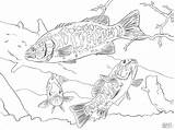 Coloring Bass Pages Smallmouth Largemouth Drawing Mouth Basses Large Color Printable Online Coloringbay Grouper Getdrawings Templates Skip Main Template sketch template