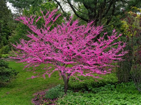 growing tips  care  redbud trees