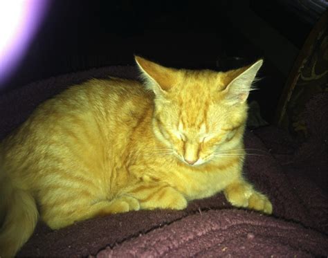 orange cat missing in avon