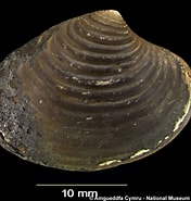 Afbeeldingsresultaten voor "astarte Elliptica". Grootte: 176 x 185. Bron: naturalhistory.museumwales.ac.uk
