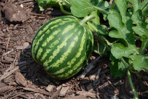 melonen pflanzen zuckermelonen honigmelonen und  selber anbauen