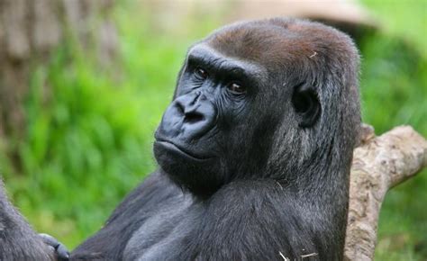 melbourne zoo gorilla dies  attack  young male  australian zoo australasian leisure