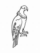 Coloring Pages Condor Birds Condors sketch template