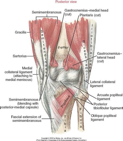 Meniscus Problems Muscular Attachments To The Meniscus